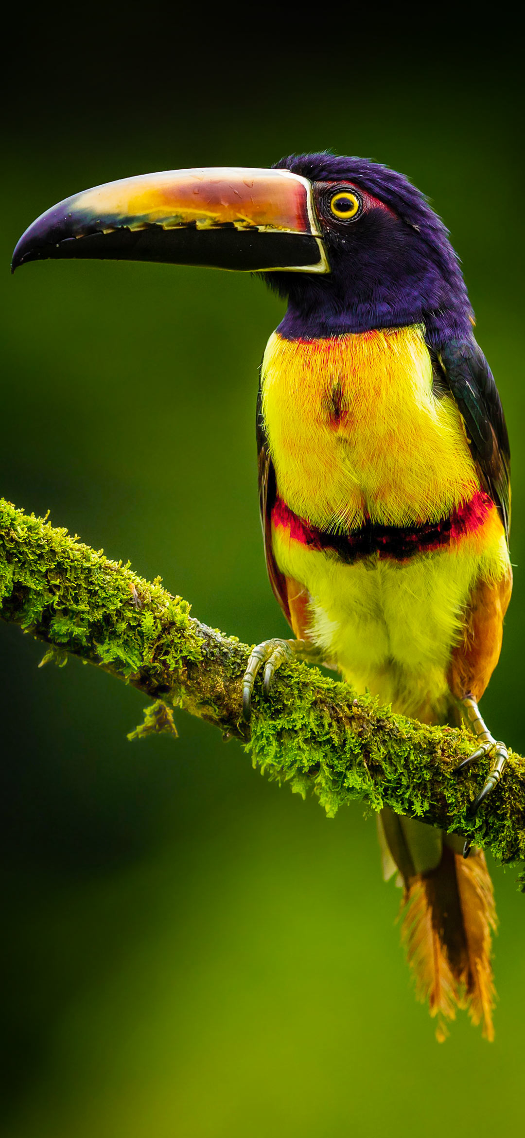 black-and-yellow-bird-on-green-branch-wallpaper