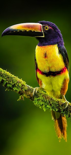 الطيور الخلفية تحميل إلى هاتفك النقال من Phoneky