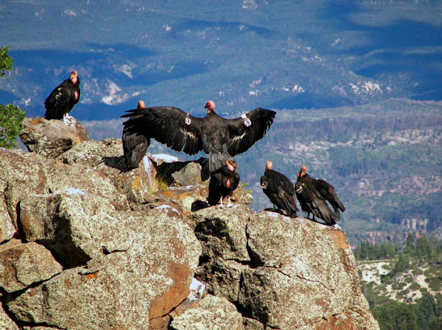 What is the California Condor ? California Condor life Cycle and Condor Population