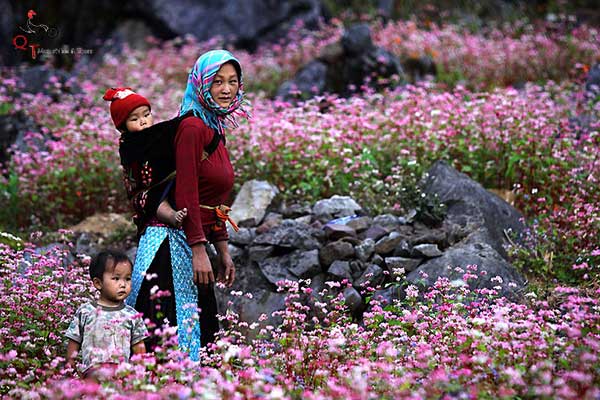 Du lịch Hà Giang với những địa điểm ngắm hoa tam giác mạch đẹp nhất 1