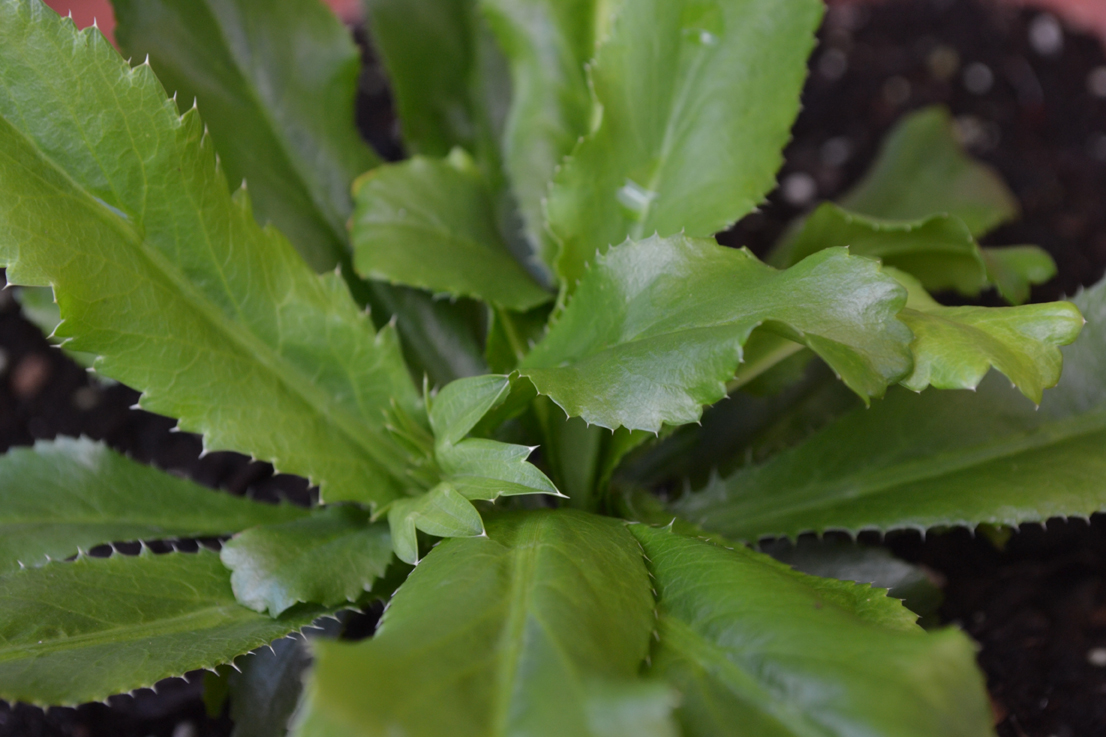 Container Gardening in Puerto Rico Roll Call