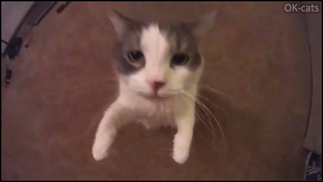 Art Cat GIF • Affectionate cat hugging and kissing her human. I love you this much, do you understand my beloved Mom?