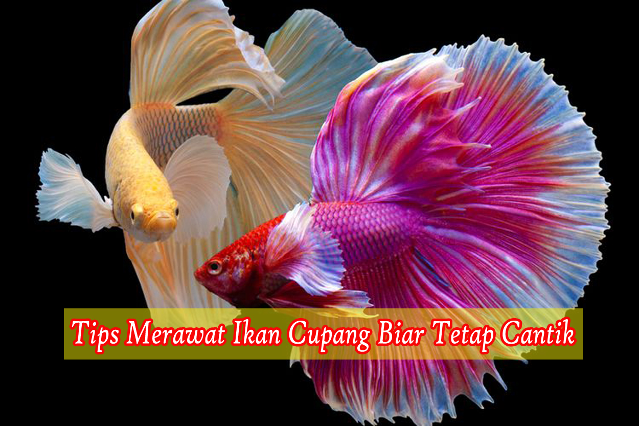 Tips Mudah Merawat Ikan Cupang Biar Gak Gampang Mati dan Tetap Cantik Tips Mudah Merawat Ikan Cupang