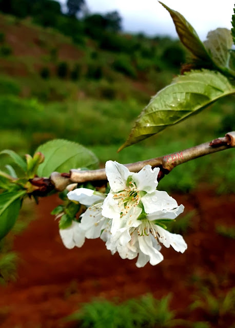 Mai anh đào trắng