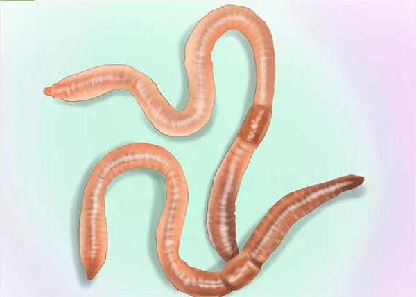 How to Identify Worms in a Cat Identifying the Type of Worm