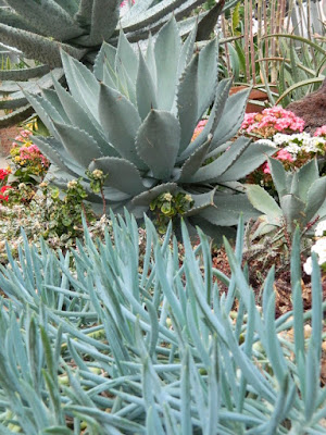 Blue Sticks and Aloe glauca at Etobicoke's Centennial Park Conservatory's Arid House by garden muses-not another Toronto gardening blog