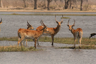 Okavango Deltasında erkek sürüsü