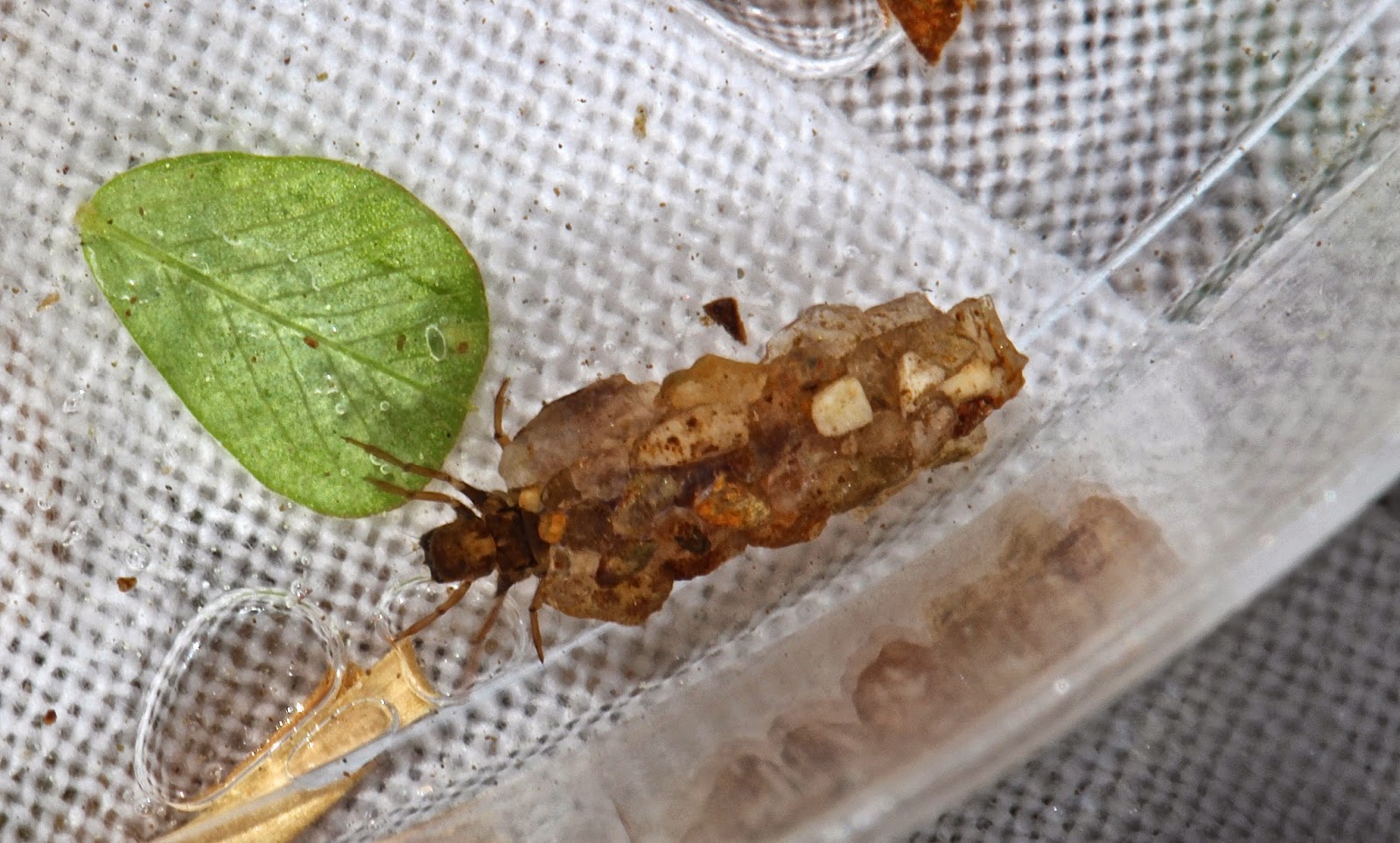 Aquatic Insects of Central Virginia: May 2014
