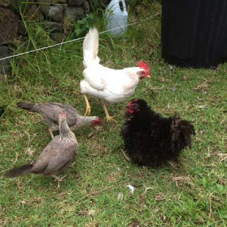 Homesteading in Hawaii: Farm Pets