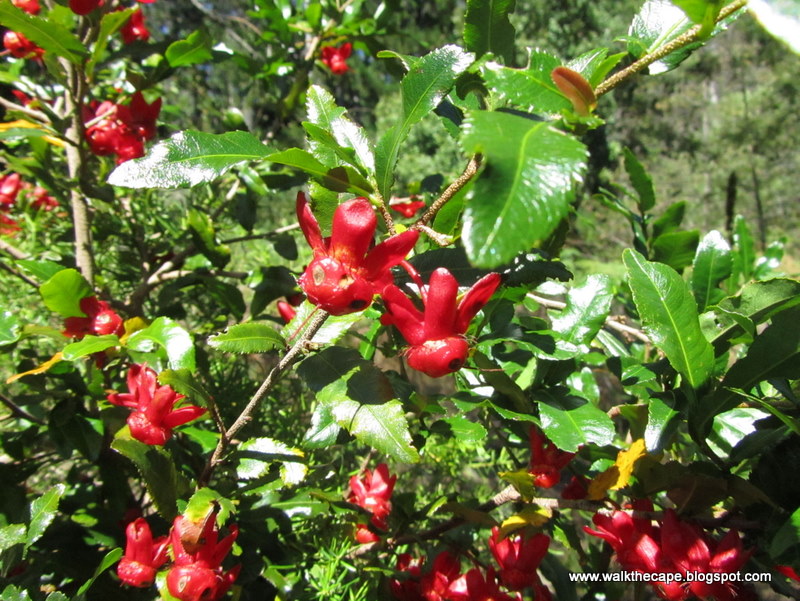 Walking the Cape More Flowers in Newlands Forest