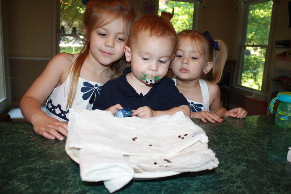 Lueker Munchkins - School & Play: Seed Experiment