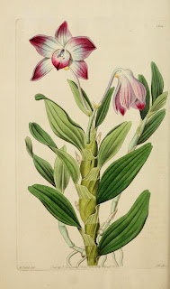 Free Botanical illustration Books. Read online or download.