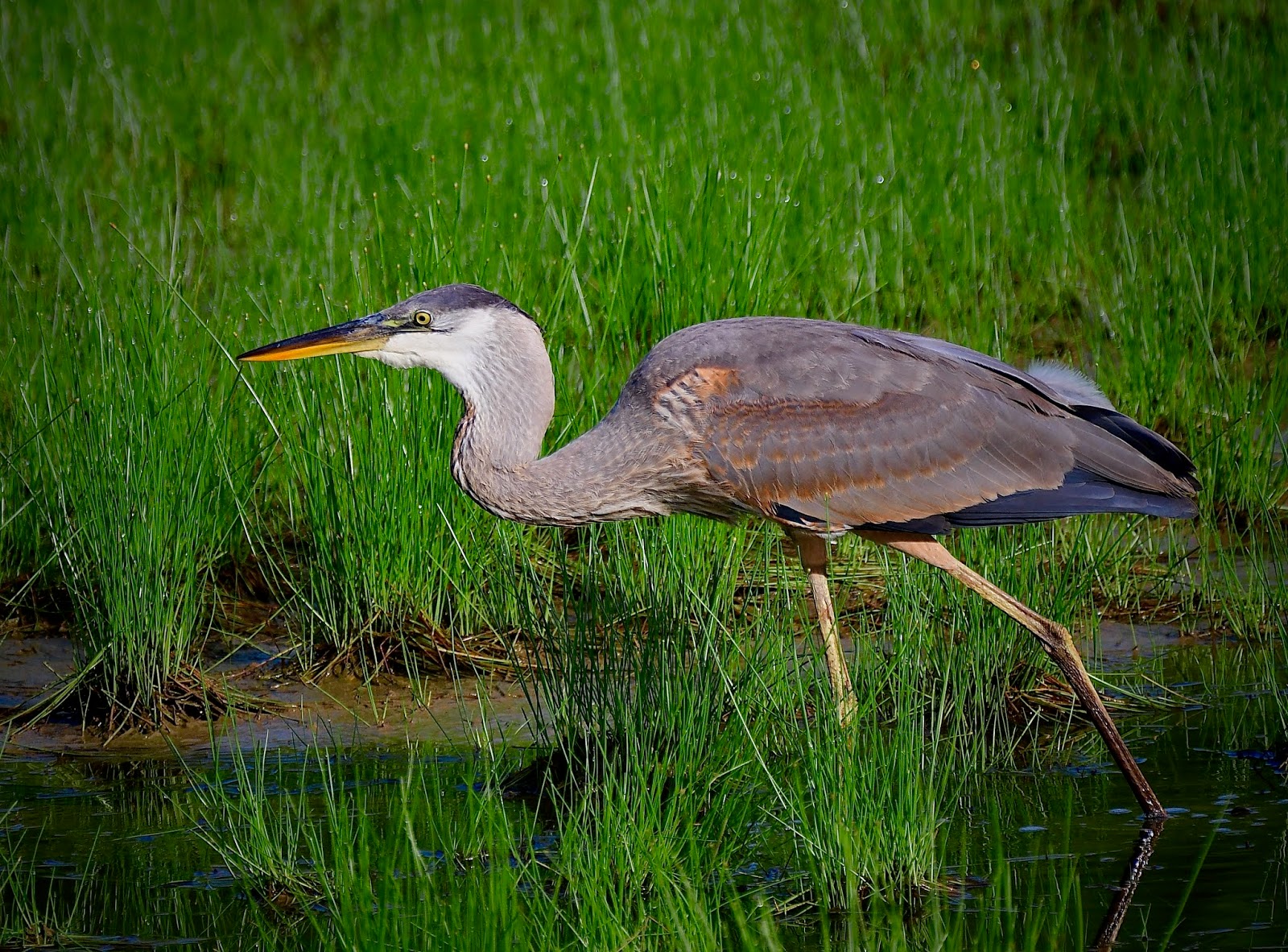 The Shape of Light MOVING THROUGH THE HERON'S DREAM
