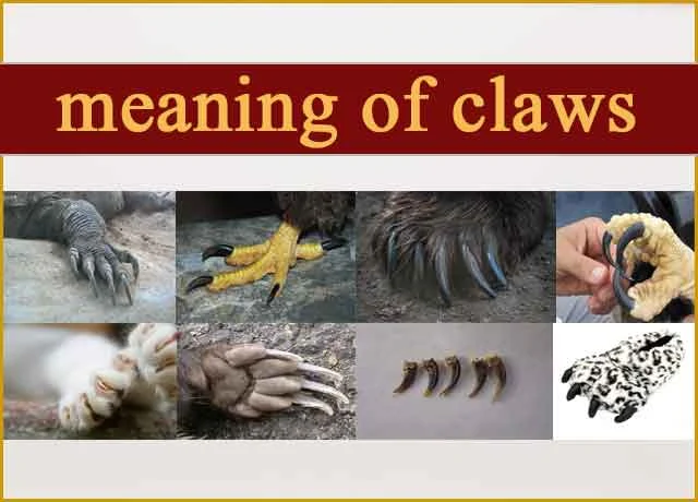 Claws Meaning