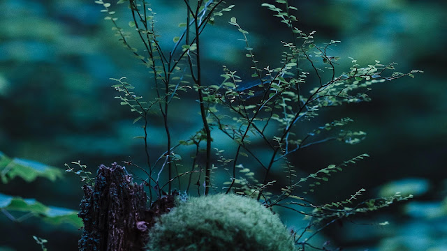 Wallpaper stump, moss, branches, macro