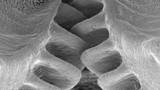 Biomechanical gears system for insect jumping