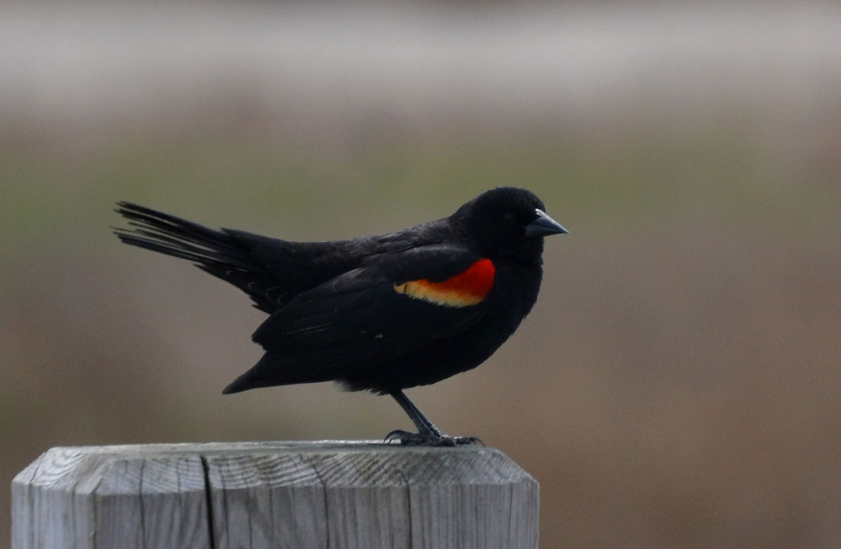 Woods Walks and Wildlife Yellow Birds, and Other Assorted Beach Sights