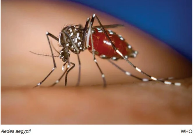 Chikungunya fever a fatal viral disease and its management