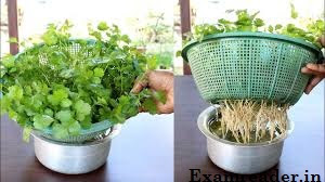 How to grow coriander without soil How to grow coriander without soil