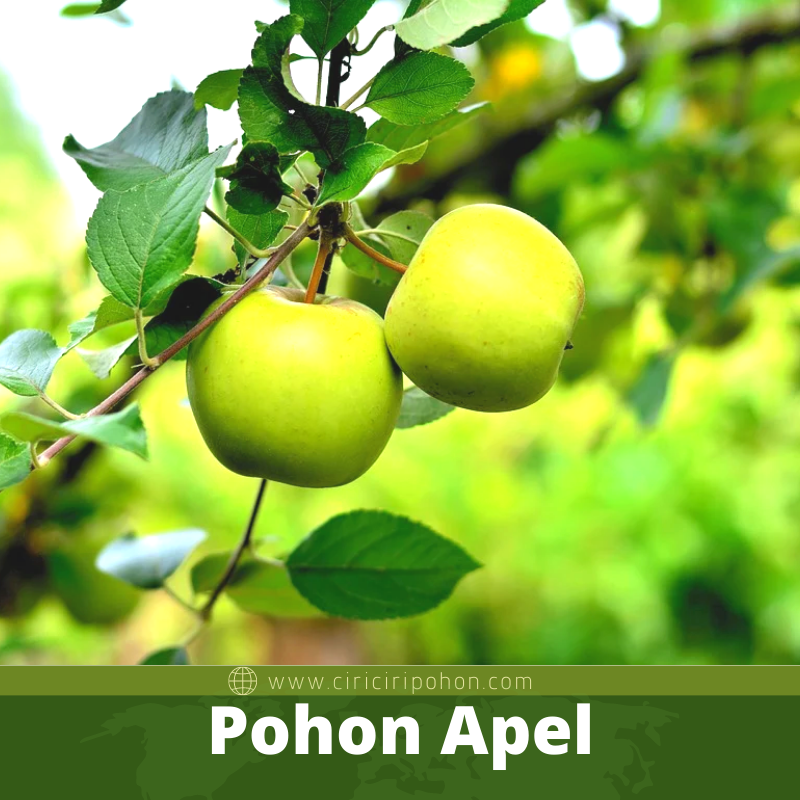 Pohon Apel