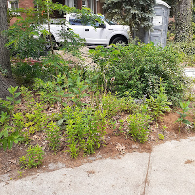 Toronto High Park Summer Garden Cleanup Before by Paul Jung Gardening Services--a Toronto Organic Gardener