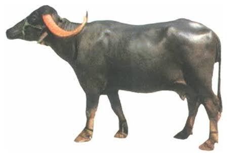 Nagpuri Buffalo