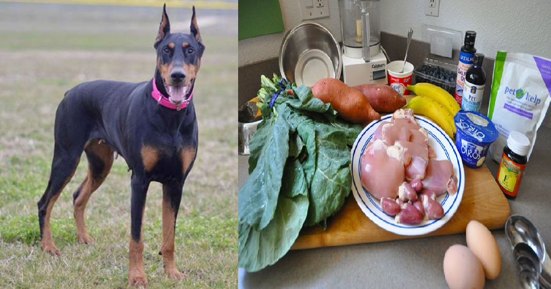 You should watch itGuide to make your pet food at home