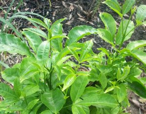 pokok bunga tenggek burung  pokok tenggek burung dalam pasu  pokok tenggek burung untuk dijual  daun tenggek burung in english  pokok burung  beli pokok tenggek burung  pokok ulam tenggek burung Sedap Rupanya Pucuk Tenggek Burung ulam pucuk gajus