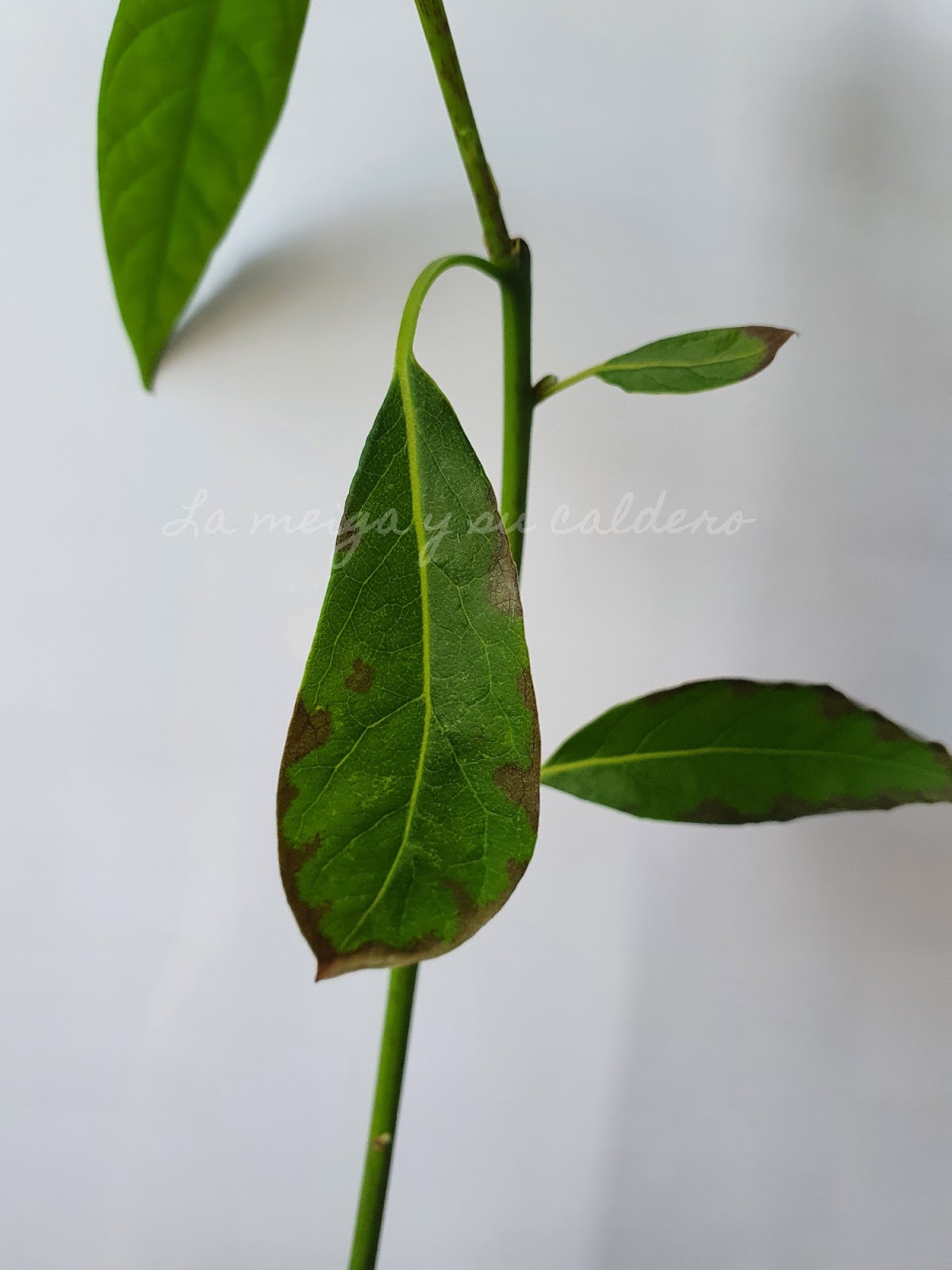 La meiga y su caldero Cómo Cultivar un Aguacate en Casa