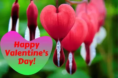 Beautiful Happy Valentine's Day Images Free Download