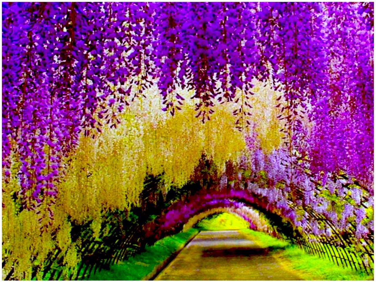 อุโมงค์ดอกวิสทีเรีย Kawachi Fuji Garden Wisterias Blossom - Once in