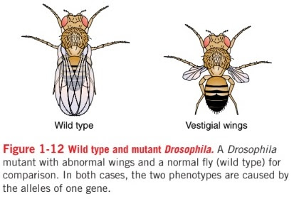 Genetic Variation, Types of Variation - Your Learning Point