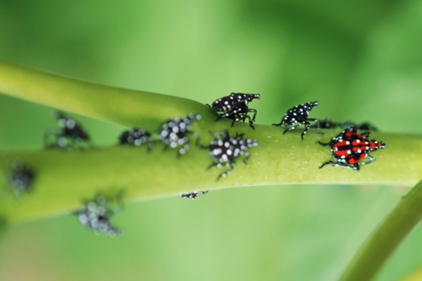 Pa Environment Digest Blog First Hatches Of Spotted Lanternfly Reported Tips For Management
