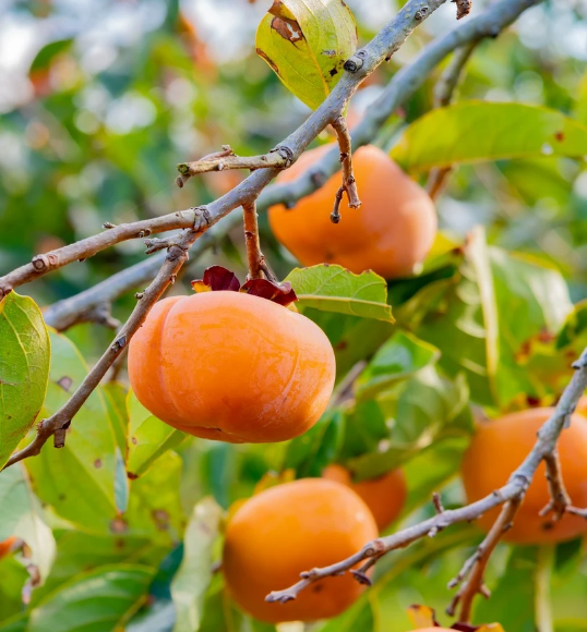 Raintree Nursery Best Mail Order Nursery — Order Fruit Trees from