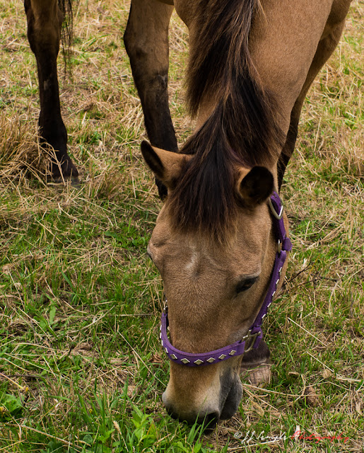 Animals perceive the various layers of human behavior