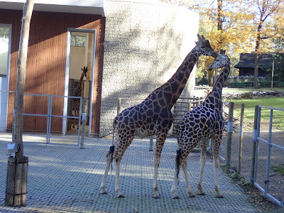 ogród zoologiczny w Krakowie, zoo, atrakcje dla dzieci, Lasek Wolski