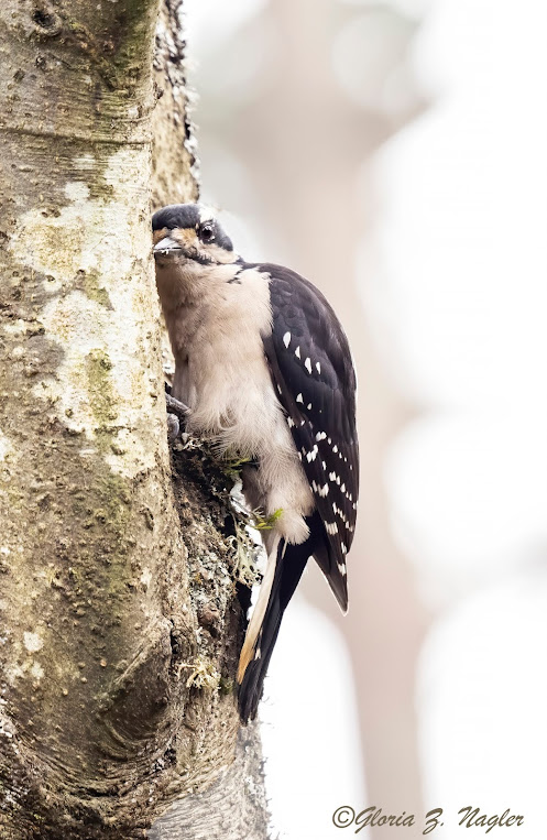 A medium sized bird with a white breast and black wings speckled with white clings to the trunk of a birch tree with its ear pressed against the bark.