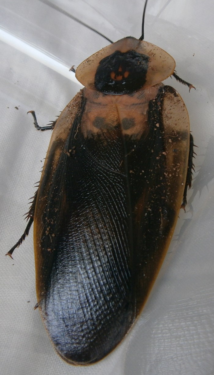 Hisserdude's Roaches Blaberushybrid%25234