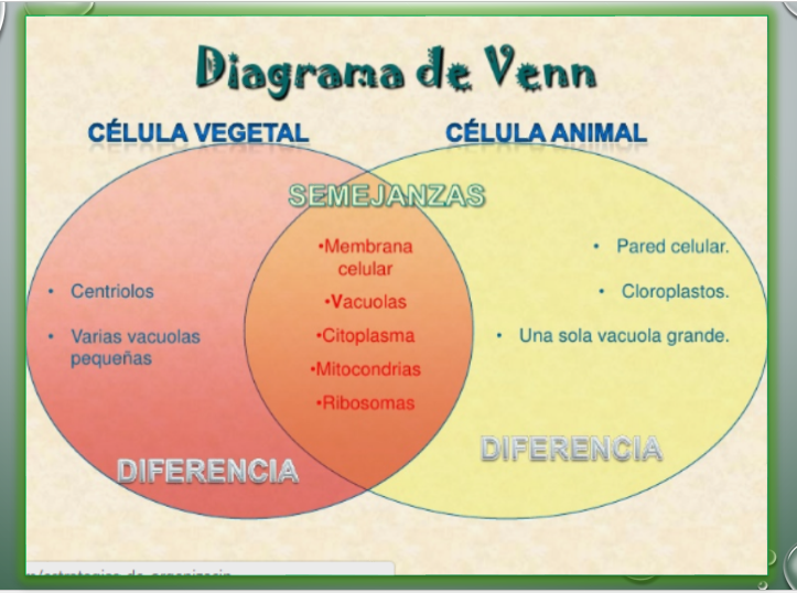 Diferencias De Celula Animal Y Vegetal