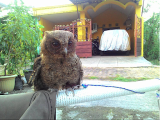 Burung Hantu Celepuk / Javanscoop owl Burung Hantu Celepuk / Javanscoop owl