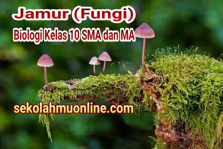 Contoh soal biologi kelas 10 tentang fungi