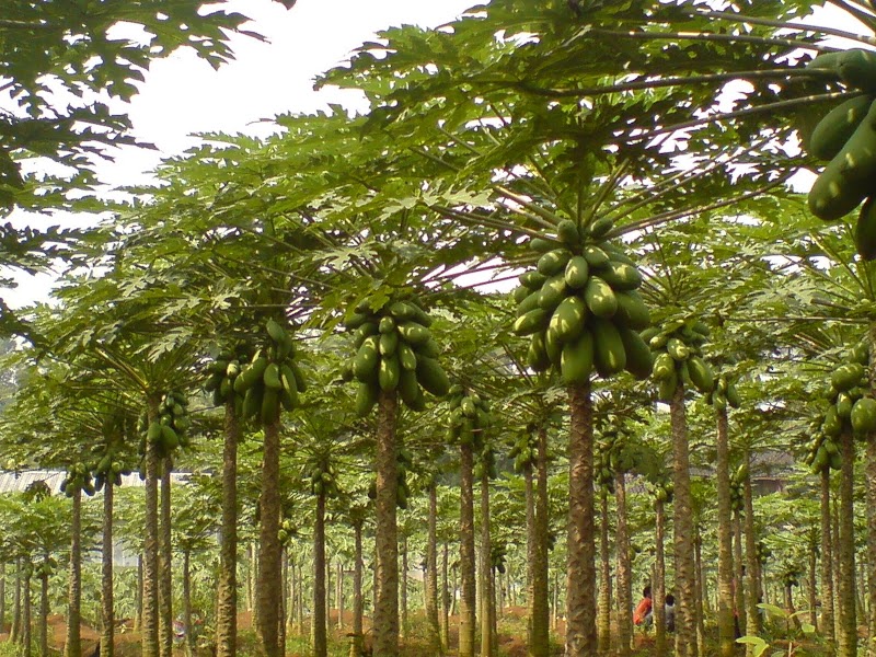 Konsep Penting Gambar Pohon Pepaya, Sketsa Pohon
