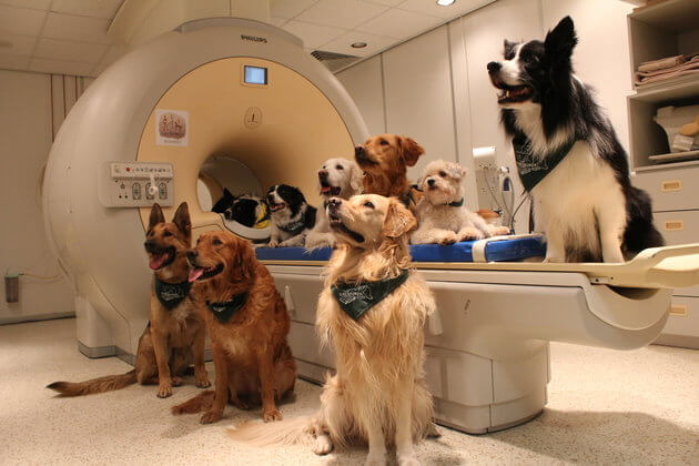 Dogs Ability To Understand Human Speech Is Better Than We Imagined
