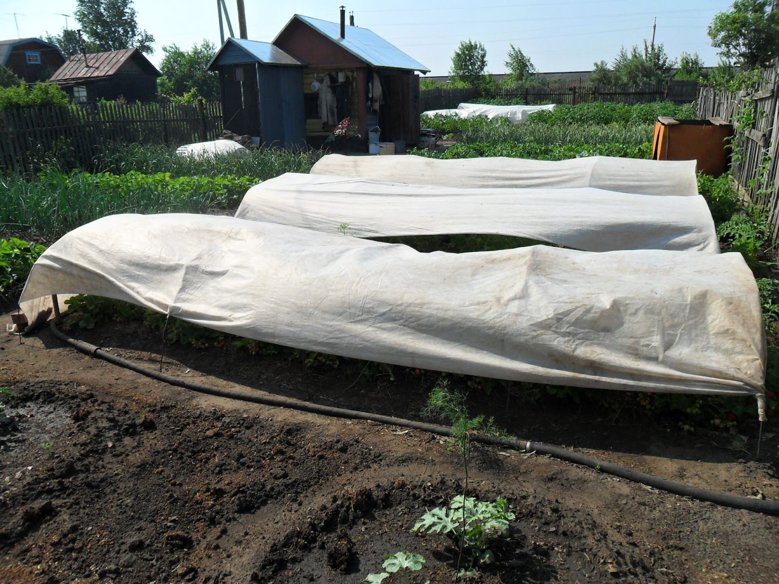 укрытие агроволокном редис. укрытие парника. укрытие крупнолистной гортензии на зиму в ленинградской области. каким материалом накрывают. зимнее укрытие для роз.