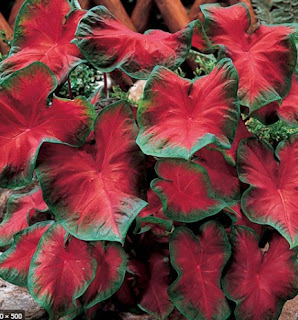 Caladium Freida Hemple Caladium Freida Hemple