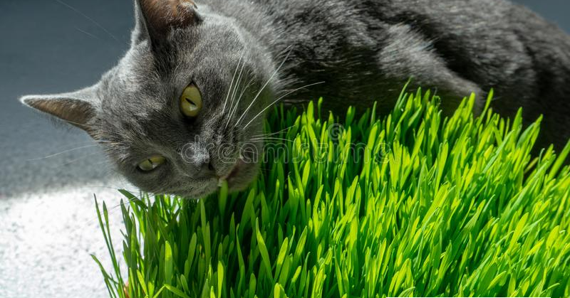 Kucing Makan Rumput, Normalkah Kebiasaan Mereka?