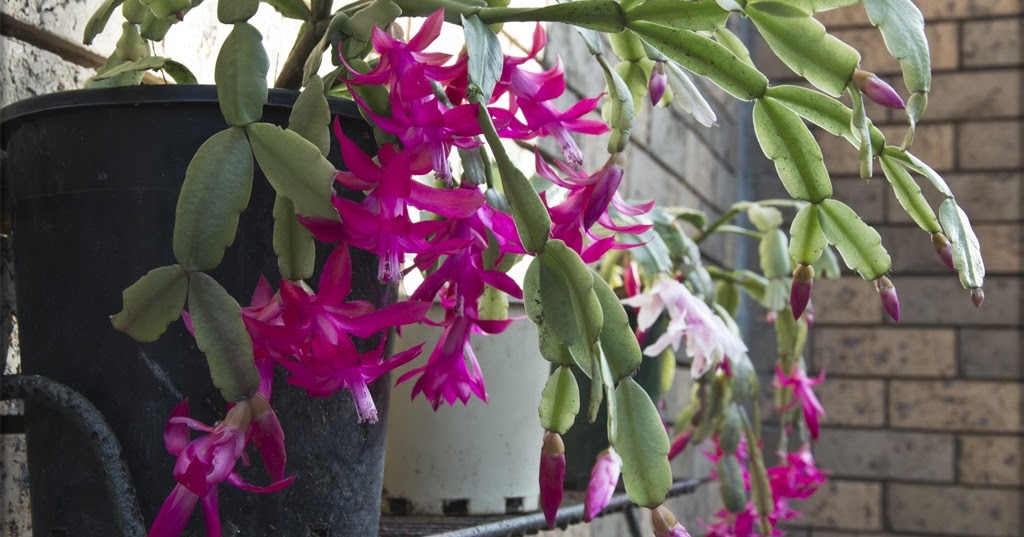 How Often Should I Water My Christmas Cactus?