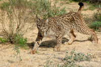 Lince, Doñana, Atropello, Andalucia, Hinojos, Villamanrique de la Condesa, Sevilla, 