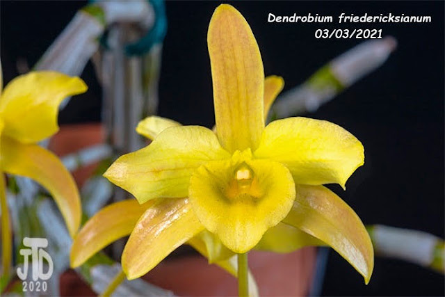 Dendrobium friedericksianum