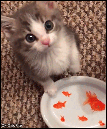 Cute Cat GIF • Hungry Kitty meowing, she is not happy because her food bowl is empty! Cute Cat GIF • Hungry Kitty meowing, she is not happy because her food bowl is empty!